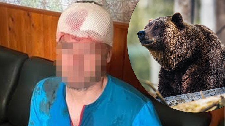 Niedźwiedź zaatakował ratownika górskiego - fot. Facebook @hzs.sk, Pexels @Janko Ferlic