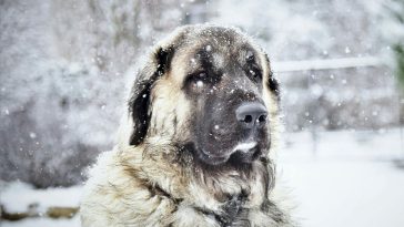 Pies podczas zimy - fot. Pexels Jozef Feher